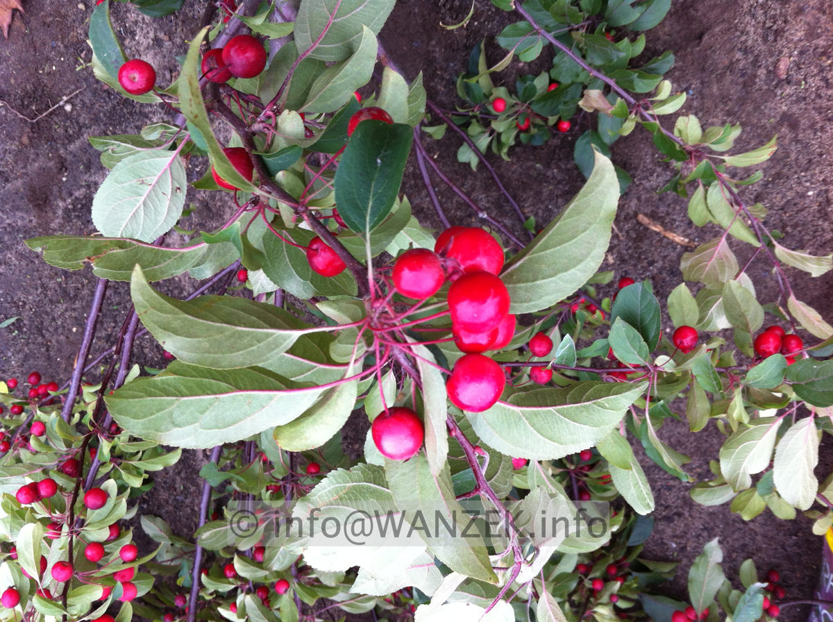 Malus Mokum Fruechte 6.JPG